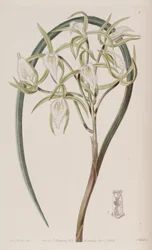 Brassavola martiana